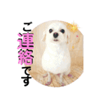敬語版 こたろう（個別スタンプ：2）