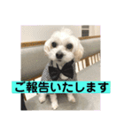 敬語版 こたろう（個別スタンプ：3）