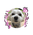 敬語版 こたろう（個別スタンプ：5）