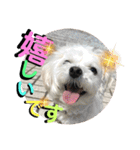 敬語版 こたろう（個別スタンプ：6）