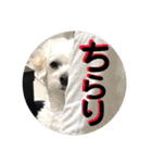 敬語版 こたろう（個別スタンプ：8）