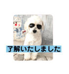 敬語版 こたろう（個別スタンプ：9）