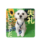 敬語版 こたろう（個別スタンプ：11）