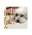 敬語版 こたろう（個別スタンプ：12）