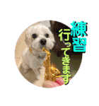 敬語版 こたろう（個別スタンプ：15）