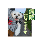 敬語版 こたろう（個別スタンプ：16）