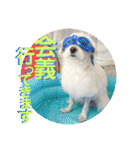 敬語版 こたろう（個別スタンプ：18）