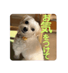 敬語版 こたろう（個別スタンプ：19）
