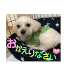 敬語版 こたろう（個別スタンプ：20）