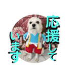 敬語版 こたろう（個別スタンプ：21）