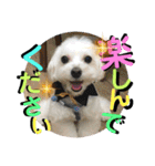 敬語版 こたろう（個別スタンプ：23）