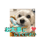 敬語版 こたろう（個別スタンプ：24）