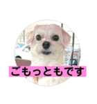 敬語版 こたろう（個別スタンプ：27）