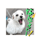 敬語版 こたろう（個別スタンプ：29）