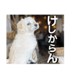 敬語版 こたろう（個別スタンプ：30）