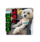 敬語版 こたろう（個別スタンプ：31）