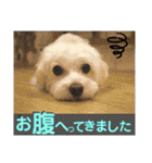敬語版 こたろう（個別スタンプ：32）