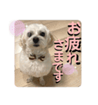 敬語版 こたろう（個別スタンプ：33）