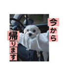 敬語版 こたろう（個別スタンプ：34）