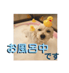 敬語版 こたろう（個別スタンプ：35）