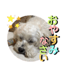 敬語版 こたろう（個別スタンプ：36）