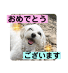 敬語版 こたろう（個別スタンプ：37）