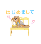 チワワのマロンスタンプ②（個別スタンプ：8）