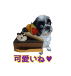 癒やしの愛犬クリさんからLINE送信（個別スタンプ：13）