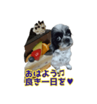 癒やしの愛犬クリさんからLINE送信（個別スタンプ：31）