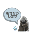 ちゃび（あいさつ）（個別スタンプ：1）