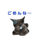 ちゃび（あいさつ）（個別スタンプ：3）