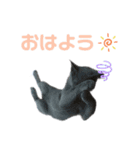 ちゃび（あいさつ）（個別スタンプ：6）