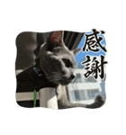 ちゃび（あいさつ）（個別スタンプ：8）