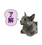 ちゃび（あいさつ）（個別スタンプ：11）