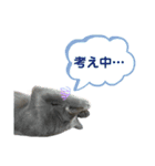 ちゃび（あいさつ）（個別スタンプ：13）