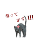 ちゃび（あいさつ）（個別スタンプ：14）