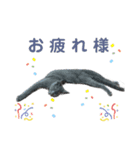 ちゃび（あいさつ）（個別スタンプ：15）