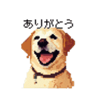 ドット絵 ラブラドール イエロー 40種（個別スタンプ：1）