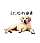 ドット絵 ラブラドール イエロー 40種（個別スタンプ：5）