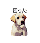 ドット絵 ラブラドール イエロー 40種（個別スタンプ：16）