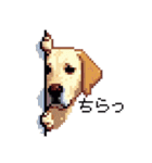 ドット絵 ラブラドール イエロー 40種（個別スタンプ：21）