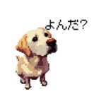 ドット絵 ラブラドール イエロー 40種（個別スタンプ：23）