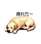 ドット絵 ラブラドール イエロー 40種（個別スタンプ：30）