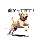 ドット絵 ラブラドール イエロー 40種（個別スタンプ：34）