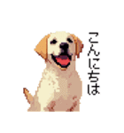 ドット絵 ラブラドール イエロー 40種（個別スタンプ：39）