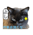 黒猫 ルナ院長127にゃんめ（個別スタンプ：3）