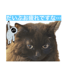 黒猫 ルナ院長127にゃんめ（個別スタンプ：5）