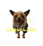 ヨーキーのねぎま君1（個別スタンプ：2）