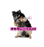 ヨーキーのねぎま君1（個別スタンプ：14）