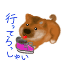 しば犬こいぬ（柴犬子犬）（個別スタンプ：23）